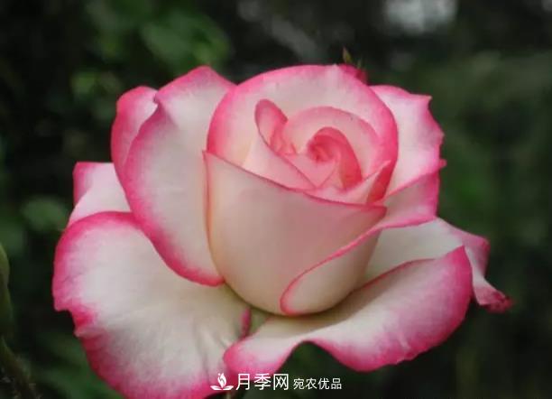 夏天月季扦插技巧，提高你的成活率(圖1)