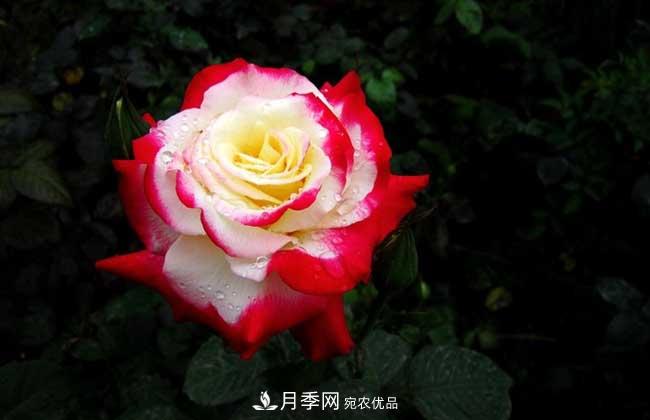 大花月季主要有哪些花色和品種？(圖1)