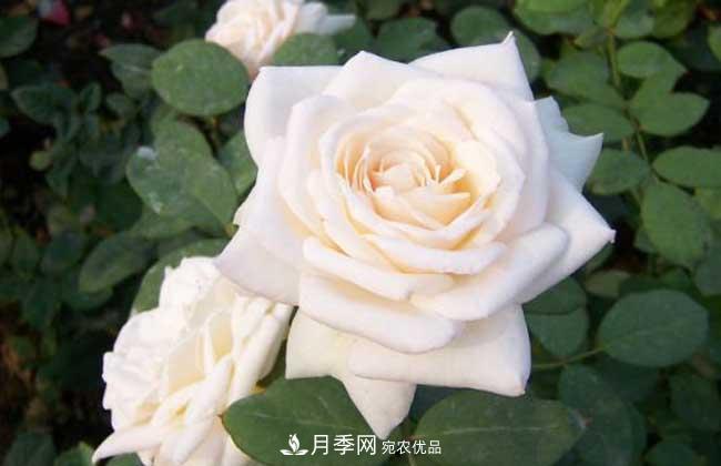 大花月季主要有哪些花色和品種？(圖2)