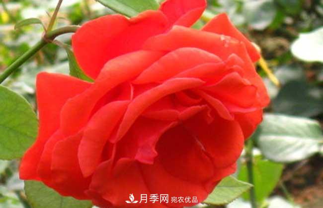 大花月季主要有哪些花色和品種？(圖4)