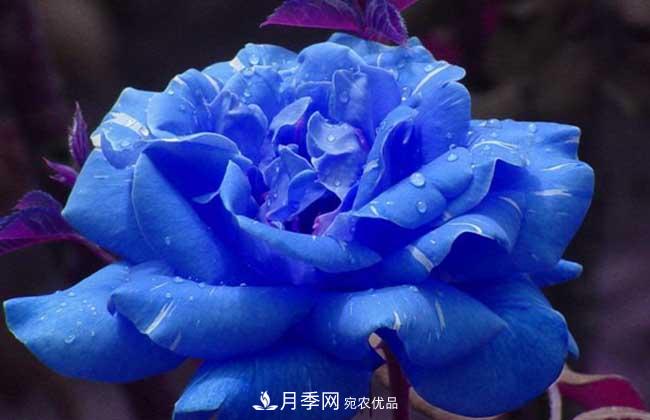 大花月季主要有哪些花色和品種？(圖5)