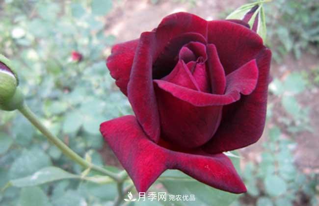 大花月季主要有哪些花色和品種？(圖6)