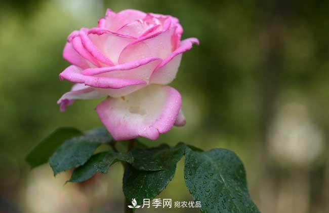 大花月季主要有哪些花色和品種？(圖9)