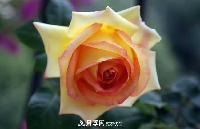 大花月季主要有哪些花色和品種？(圖10)