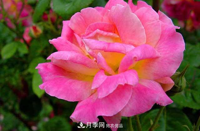 月季花顏色那么多，主要品種有哪些？(圖1)