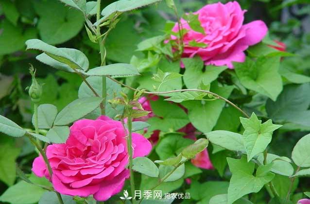 月季網(wǎng)寶典，盆栽月季養(yǎng)護(hù)知識(shí)大全(圖1)
