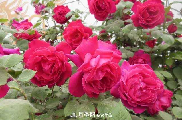 月季網(wǎng)寶典，盆栽月季養(yǎng)護(hù)知識(shí)大全(圖2)