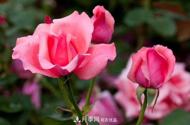 月季網(wǎng)寶典，盆栽月季養(yǎng)護(hù)知識(shí)大全(圖3)