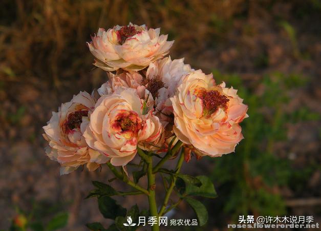 25款純正中國月季，不比外國差，今有國月更比歐月俏(圖13)