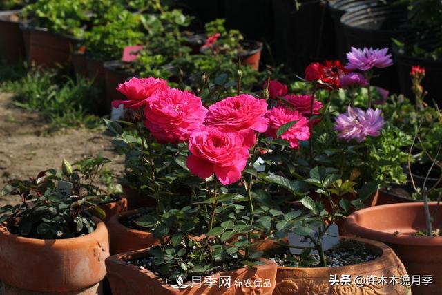 25款純正中國月季，不比外國差，今有國月更比歐月俏(圖25)