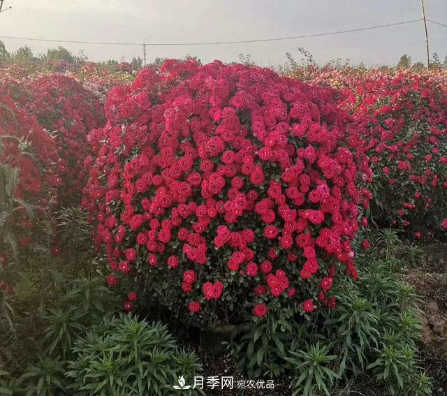 南陽(yáng)石橋月季基地批發(fā)--各品種月季規(guī)格大全(圖5)