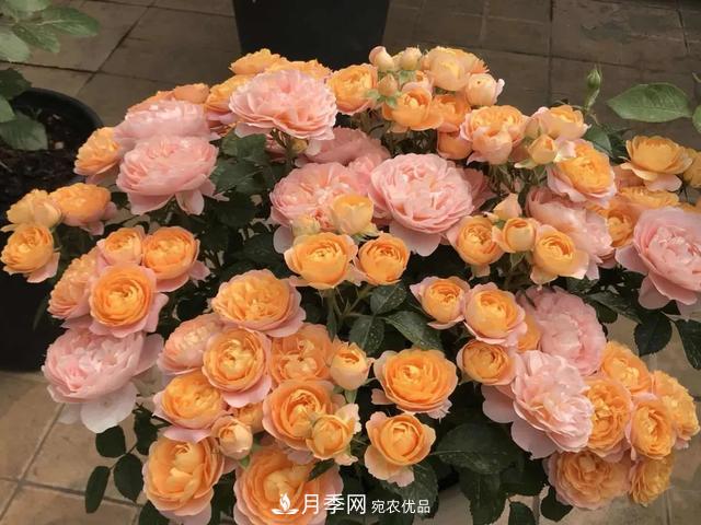 這5款不翻車的月季，誰養(yǎng)誰知道！附爆盆養(yǎng)護指南(圖5)