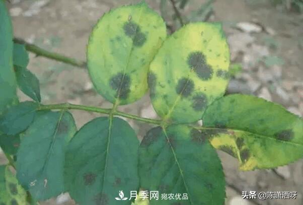 10種月季常見病蟲害識別及用藥(圖8)