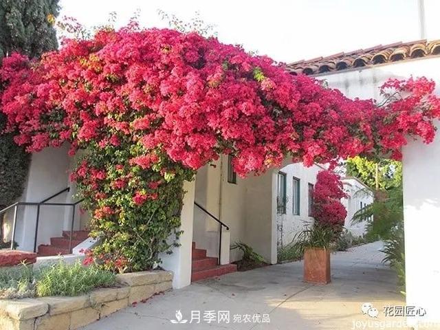 八月月季花卉養(yǎng)護，園丁的打理事宜(圖5)