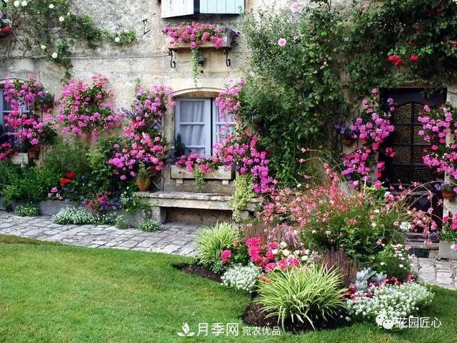 八月月季花卉養(yǎng)護，園丁的打理事宜(圖2)
