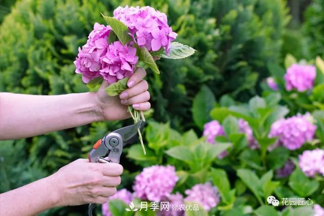 八月月季花卉養(yǎng)護，園丁的打理事宜(圖7)