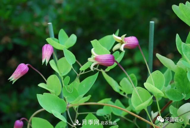 八月月季花卉養(yǎng)護，園丁的打理事宜(圖8)