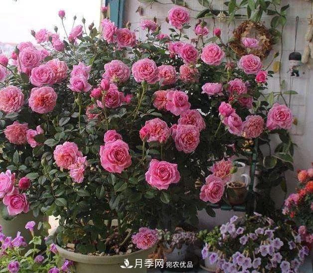 八月月季花卉養(yǎng)護，園丁的打理事宜(圖9)