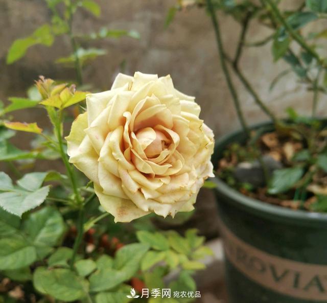 月季橫拉一個(gè)月了，就是不出粗筍，怎么辦？(圖1)