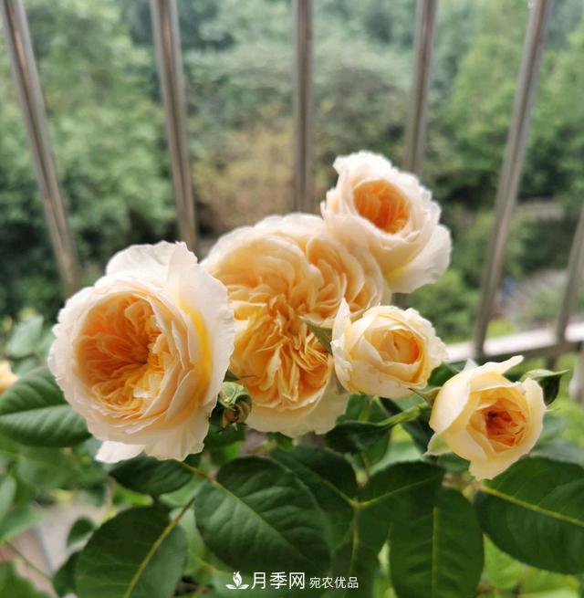 月季橫拉一個(gè)月了，就是不出粗筍，怎么辦？(圖5)