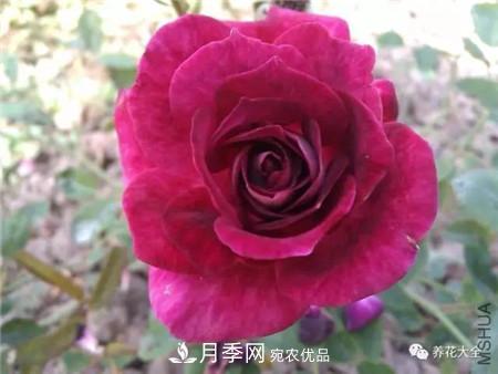 花期***長(zhǎng)的10種月季，種一棵賞大半年(圖9)