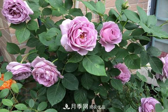 立秋后盆栽月季想要9、10月正常開(kāi)花，注意此4點(diǎn)(圖2)