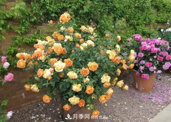 立秋后盆栽月季想要9、10月正常開(kāi)花，注意此4點(diǎn)(圖3)