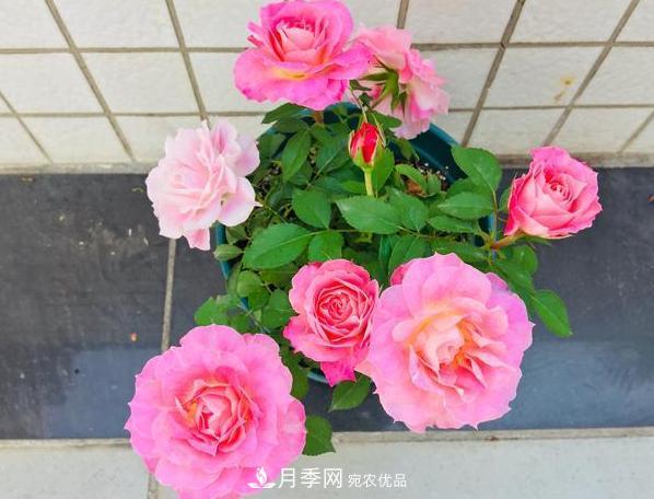 立秋后盆栽月季想要9、10月正常開(kāi)花，注意此4點(diǎn)(圖4)
