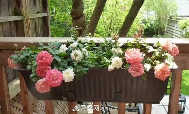 立秋后盆栽月季想要9、10月正常開(kāi)花，注意此4點(diǎn)(圖5)