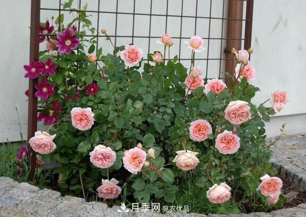 立秋后盆栽月季想要9、10月正常開(kāi)花，注意此4點(diǎn)(圖6)