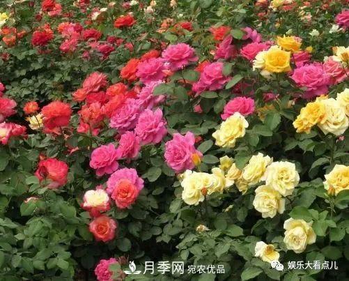 想要月季滿樹都是花苞，掌握4個訣竅，芽多枝干壯花朵開爆盆(圖1)
