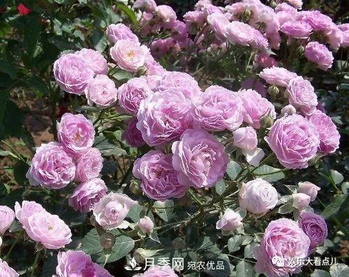 想要月季滿樹都是花苞，掌握4個訣竅，芽多枝干壯花朵開爆盆(圖3)