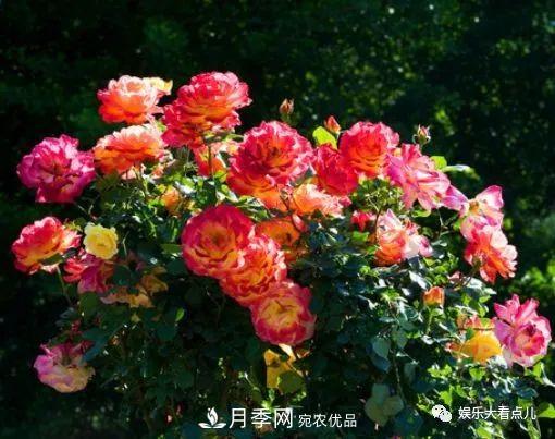想要月季滿樹都是花苞，掌握4個訣竅，芽多枝干壯花朵開爆盆(圖2)