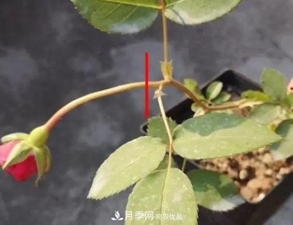 月季滿樹花苞該不該剪掉？認清“2點”，開花又大又漂亮(圖3)