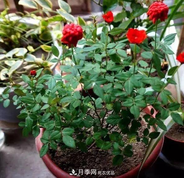 月季滿樹花苞該不該剪掉？認清“2點”，開花又大又漂亮(圖5)