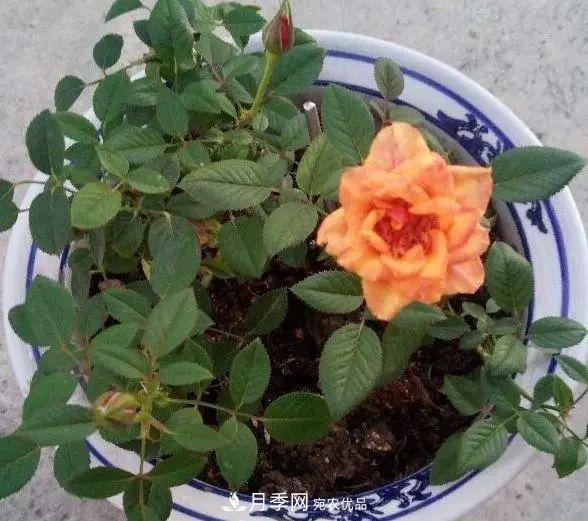 月季滿樹花苞該不該剪掉？認清“2點”，開花又大又漂亮(圖4)