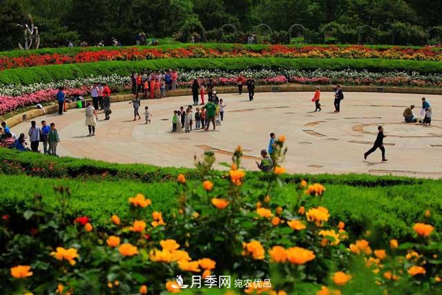 北京植物園樹狀月季花盛開，觀賞效果超級贊！(圖1)