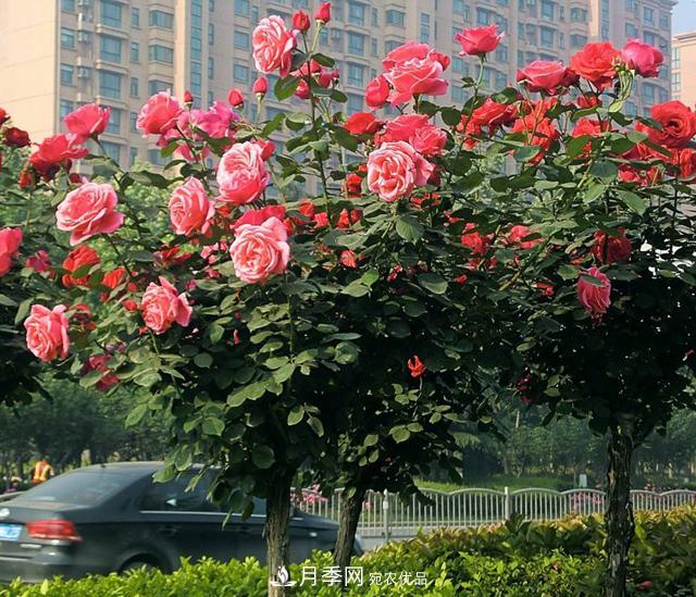 誰為城市園林綠化增添色彩，美麗的月季樹(圖2)