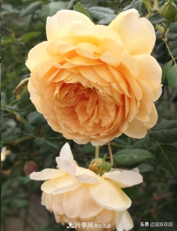 已經(jīng)立秋，月季花可以秋剪了嗎？南北方修剪時間大不同(圖2)