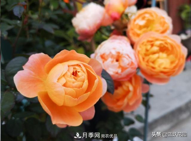已經(jīng)立秋，月季花可以秋剪了嗎？南北方修剪時間大不同(圖5)