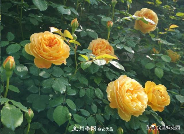 已經(jīng)立秋，月季花可以秋剪了嗎？南北方修剪時間大不同(圖6)