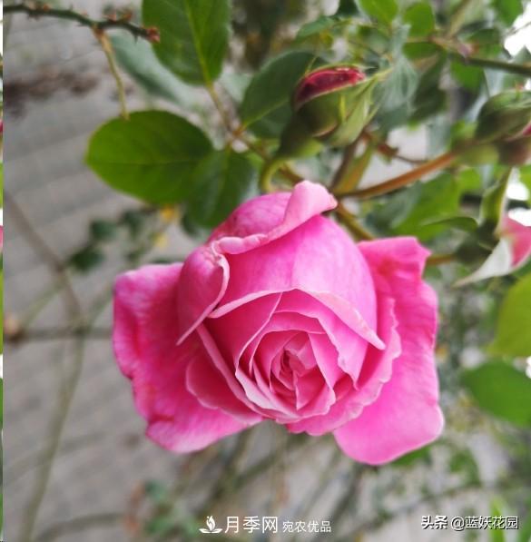 已經(jīng)立秋，月季花可以秋剪了嗎？南北方修剪時間大不同(圖1)