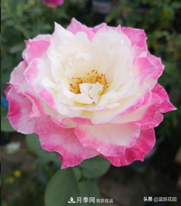 已經(jīng)立秋，月季花可以秋剪了嗎？南北方修剪時間大不同(圖3)