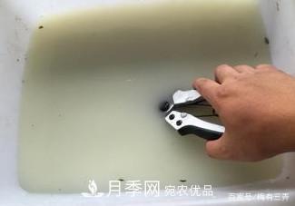 月季扦插專業(yè)知識，讓你少走彎路（圖文版）(圖3)