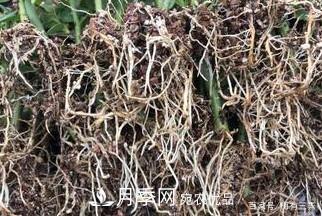 月季扦插專業(yè)知識，讓你少走彎路（圖文版）(圖15)