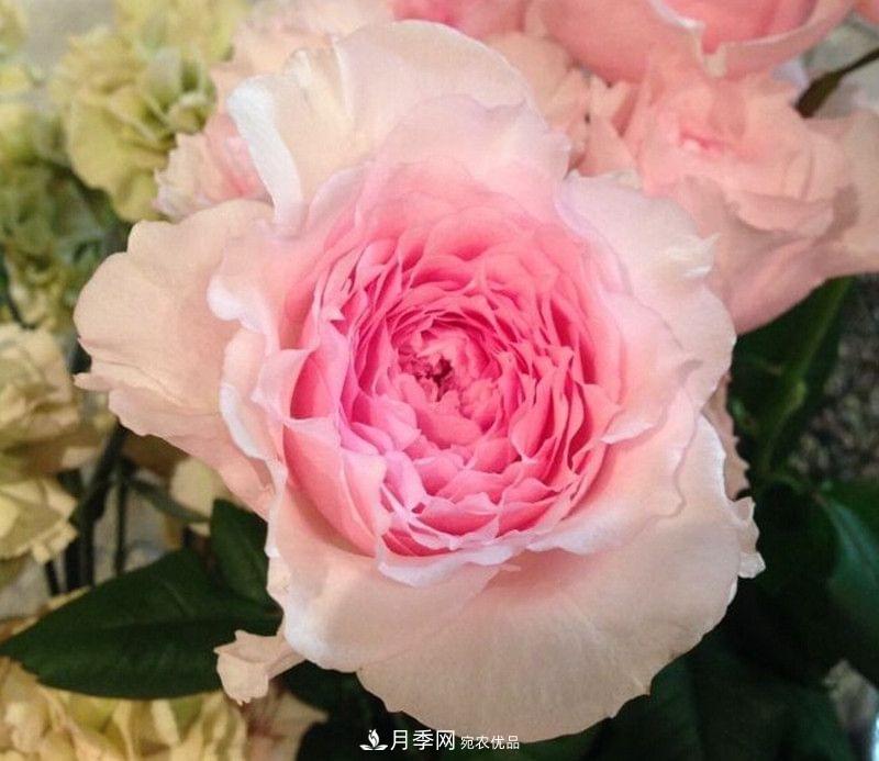 月季品種這么多，就屬這7種香味***好聞(圖2)