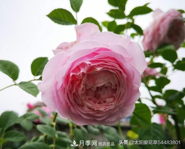 如何避免月季一換盆土就死呢？(圖7)