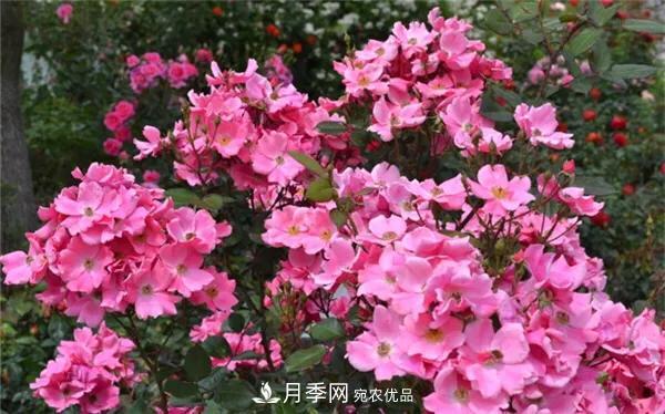 地被月季～城鄉(xiāng)綠化、園林美化的優(yōu)秀選擇（附：品種說(shuō)明及圖片）(圖3)