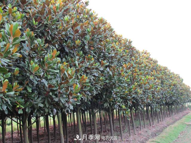 南陽玉蘭樹苗什么季節(jié)移栽好？詳細講解(圖1)