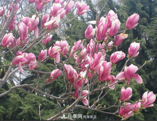 南陽玉蘭樹苗什么季節(jié)移栽好？詳細講解(圖2)